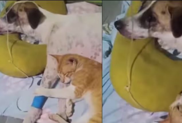Heartwarming Friendship Between Dog and Cat Melts Hearts in Viral Video