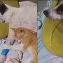 Heartwarming Friendship Between Dog and Cat Melts Hearts in Viral Video