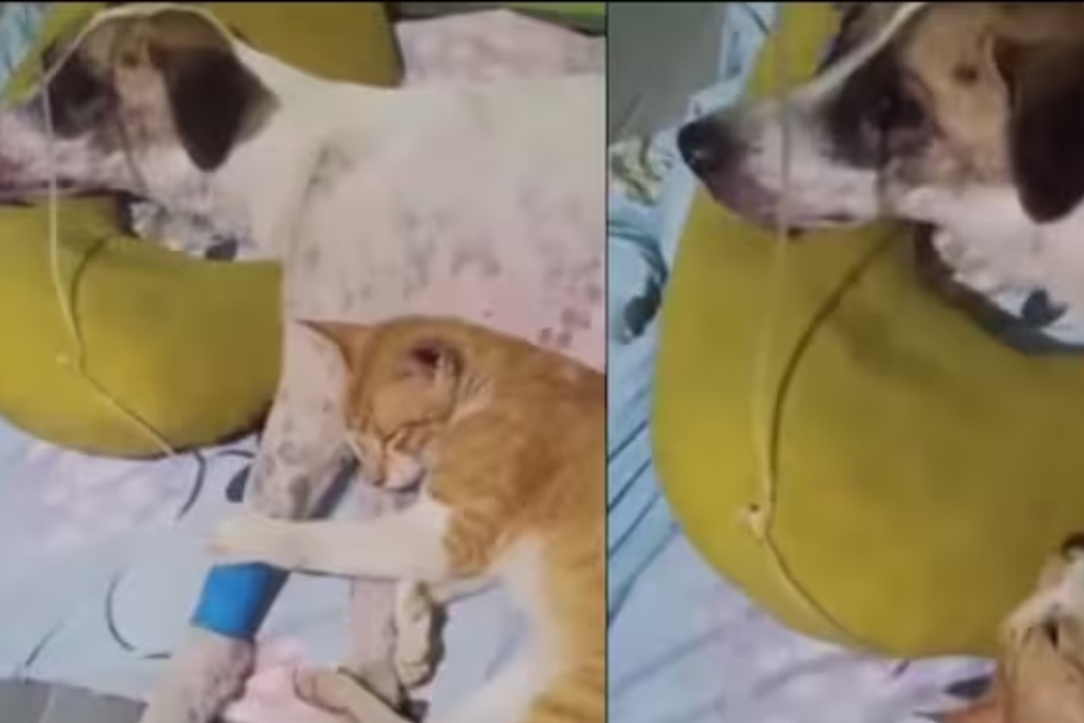 Friendship Between Dog and Cat