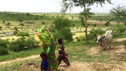 Biosaline agriculture workshop aims to empower Thar farmers