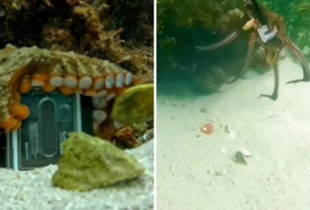 Octo-Thief Makes Off With GoPro, Investigators Baffled