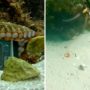 Octo-Thief Makes Off With GoPro, Investigators Baffled