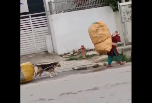 Dog video goes viral, but some people are calling it animal abuse