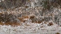 Can you spot the wolf in this picture? It's harder than you think!