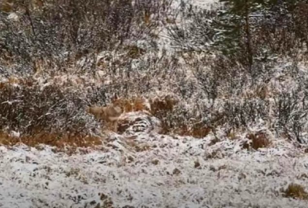 Can you spot the wolf in this picture? It’s harder than you think!