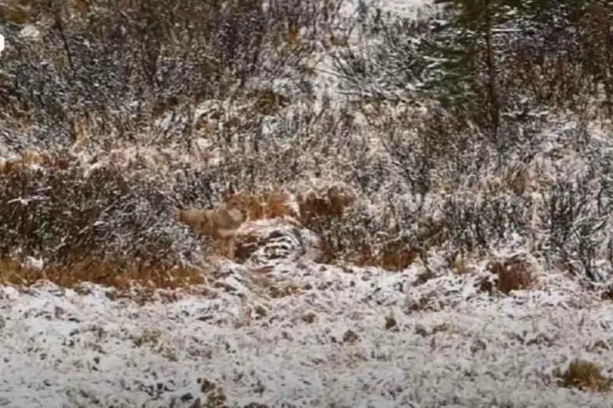 Can you spot the wolf in this picture? It's harder than you think!