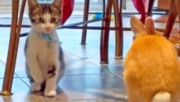 Kitten Hops Like a Bunny, Internet Can’t Handle the Cuteness