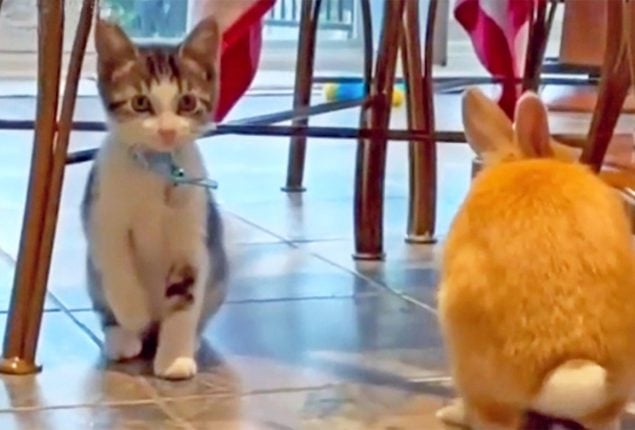 Kitten Hops Like a Bunny, Internet Can't Handle the Cuteness