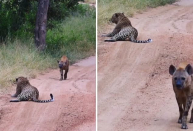 Hyena Takes the Long Way Round to Avoid Leopard