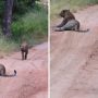 Hyena Takes the Long Way Round to Avoid Leopard