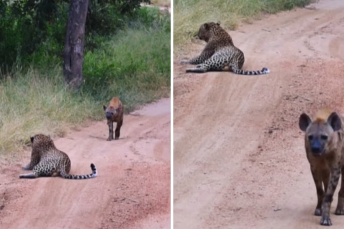Hyena Takes the Long Way Round to Avoid Leopard