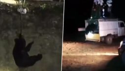 Bear falls into well, rescued by team of experts