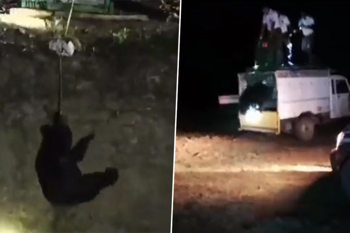Bear falls into well, rescued by team of experts