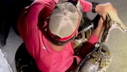 Florida Hunters Capture Record-Breaking 19-Feet Python
