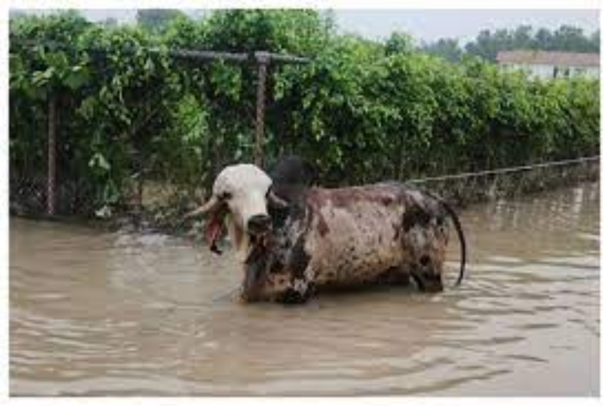 Costlier Than a BMW or Audi, This Bull Was Worth Saving
