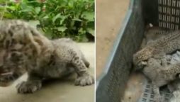 Forest Service Official Criticizes Mistreatment of Leopard Cubs