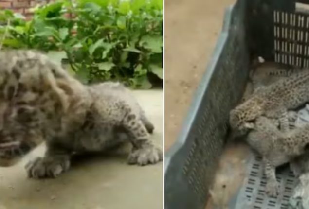 Leopard Cubs