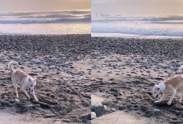 Dog’s Derpy Digging Skills Make for Instant Internet Sensation