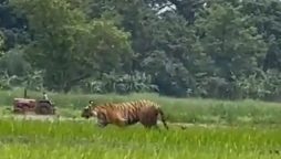 Tiger strolls through field in UP's Pilibhit, video goes viral