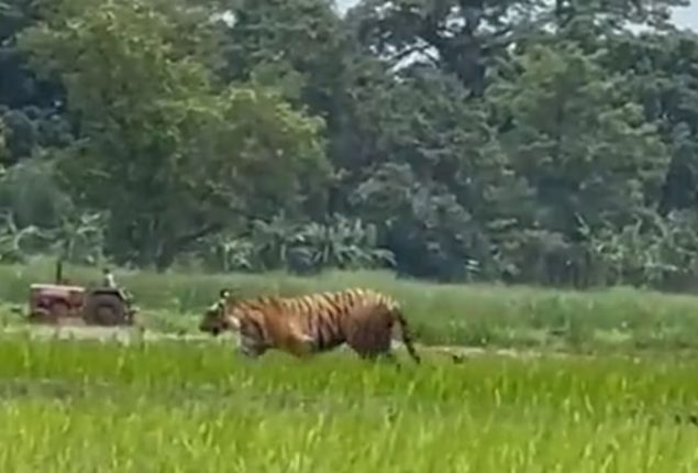 Tiger strolls through field in UP’s Pilibhit, video goes viral