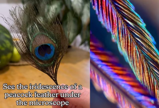 Peacock Feathers’ Hidden Beauty Revealed Under Microscope