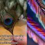 Peacock Feathers’ Hidden Beauty Revealed Under Microscope