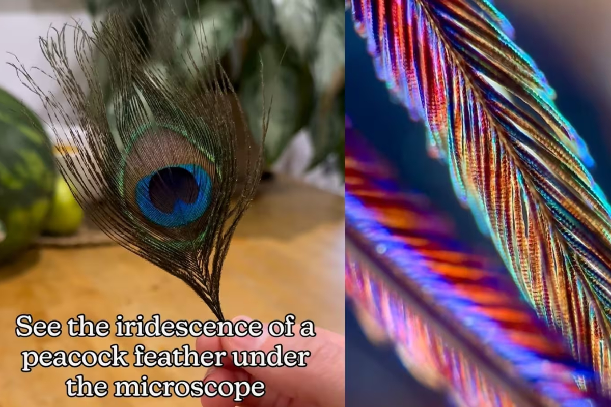 Peacock Feathers' Hidden Beauty Revealed Under Microscope
