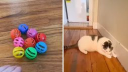 Cats Prefer the Ordinary: Why They Ignore Expensive Toys