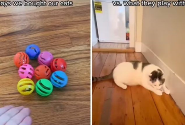 Cats Prefer the Ordinary: Why They Ignore Expensive Toys
