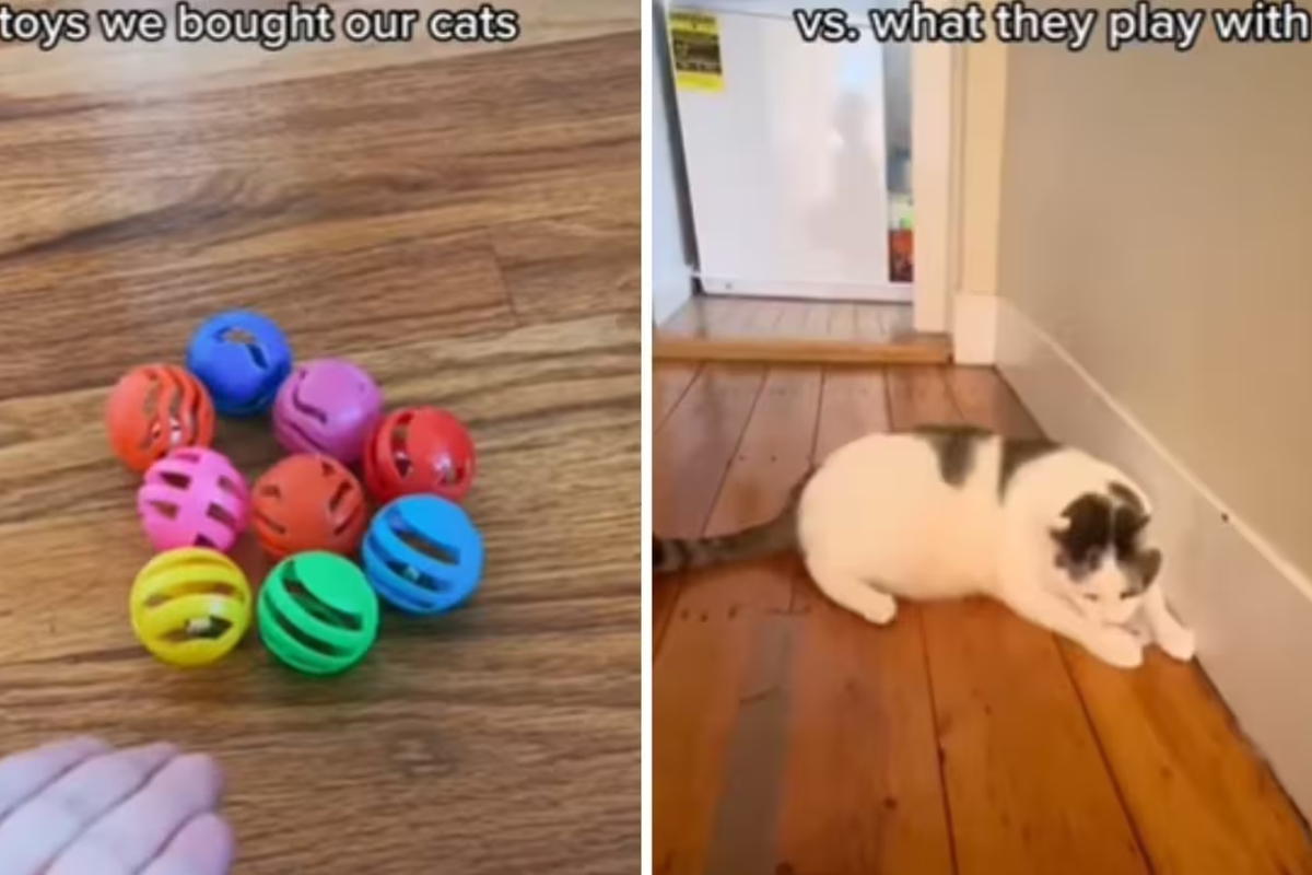 Cats Prefer the Ordinary: Why They Ignore Expensive Toys