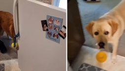 Watch doggo's jaw drop as another doggo opens fridge