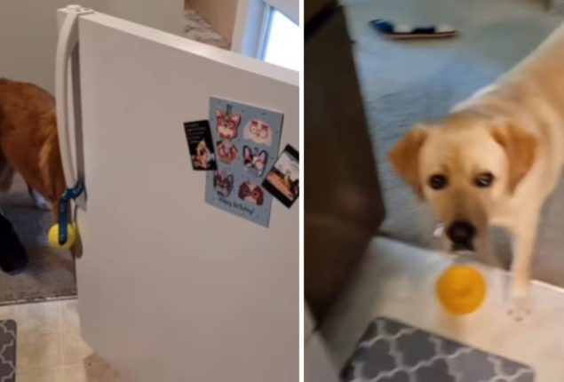 Watch doggo’s jaw drop as another doggo opens fridge