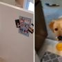 Watch doggo’s jaw drop as another doggo opens fridge