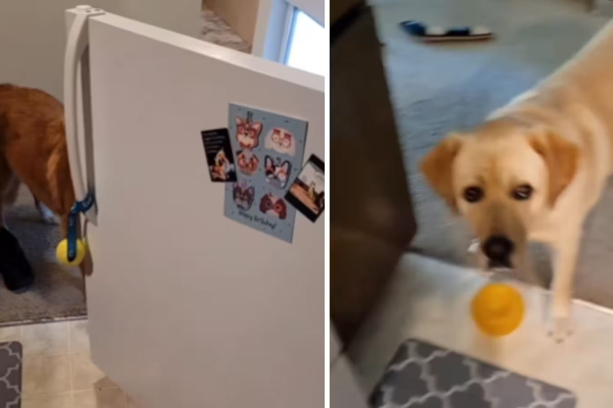 Watch doggo's jaw drop as another doggo opens fridge