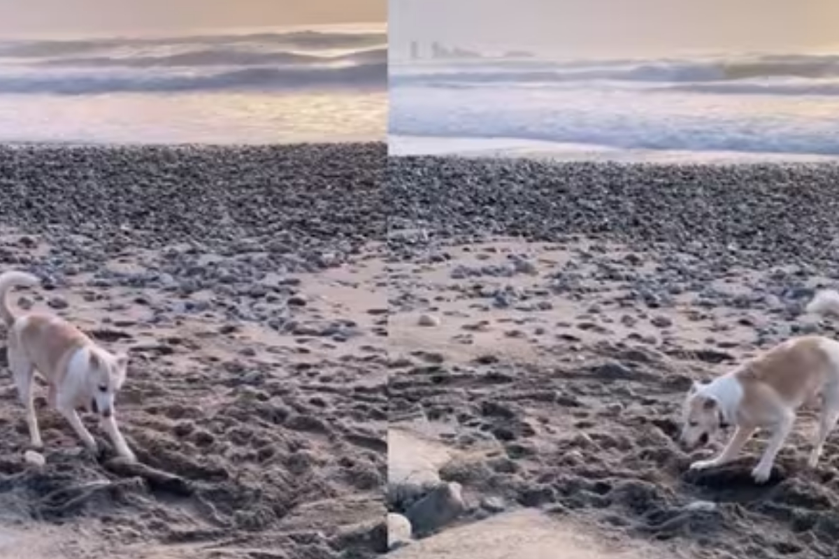 Adorable Dog Adventure