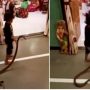 Fearless Child: Viral Video of Kid Interacting with a Snake