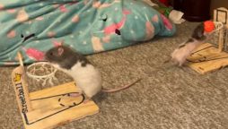 Viral Video: Talented Rats Show Off Basketball Skills!