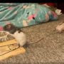 Viral Video: Talented Rats Show Off Basketball Skills!