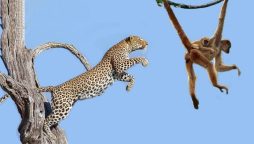 Watch: Leopard leaps from tree to tree to catch monkey