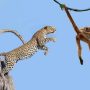 Watch: Leopard leaps from tree to tree to catch monkey