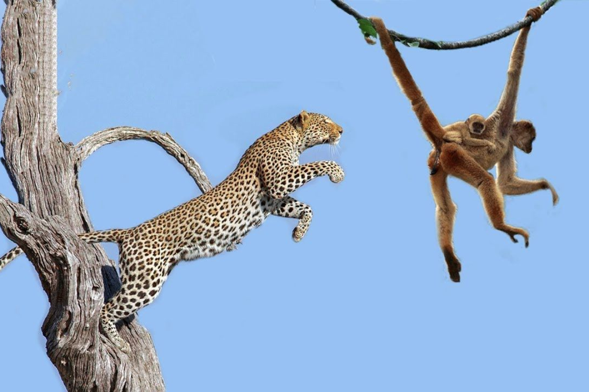 Watch: Leopard leaps from tree to tree to catch monkey