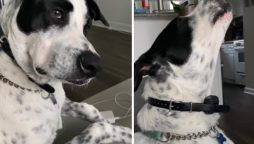 Opera dog’s newfound fame is a ‘bark’ to the future