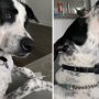 Opera dog’s newfound fame is a ‘bark’ to the future