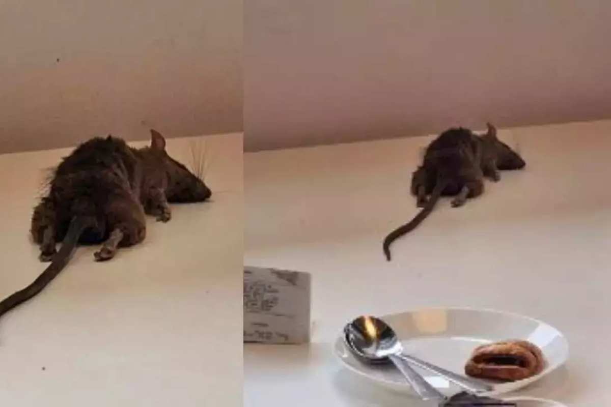 Rat falls on customer's table at IKEA, company apologizes