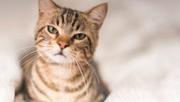 Cat’s Violent Reaction to Lookalike Toy Goes Viral