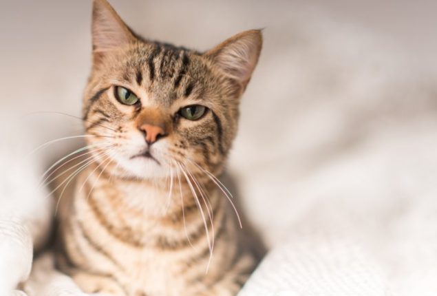 Cat's Violent Reaction to Lookalike Toy Goes Viral
