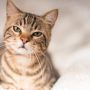 Cat’s Violent Reaction to Lookalike Toy Goes Viral