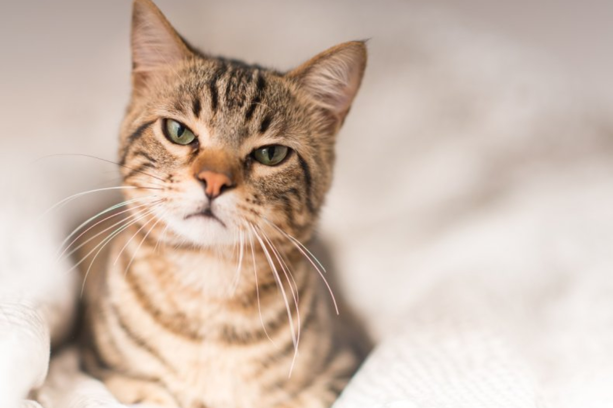 Cat's Violent Reaction to Lookalike Toy Goes Viral