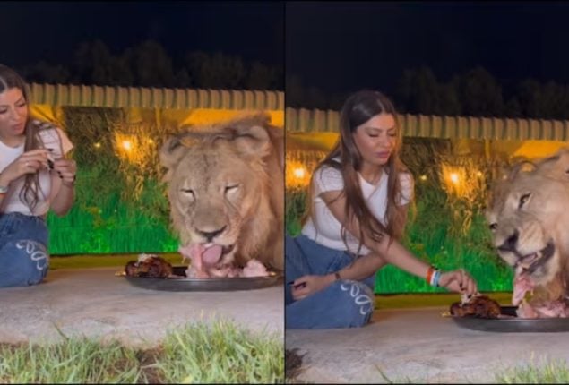 Lion and Woman Eat From Same Plate, Video Goes Viral