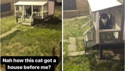 Man's hilarious reaction to cat in tiny house goes viral